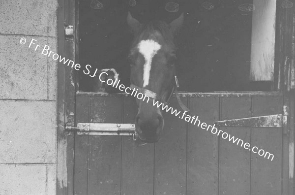 PARKINSONS STUD HORSE LOOKING OUT OF STABLE